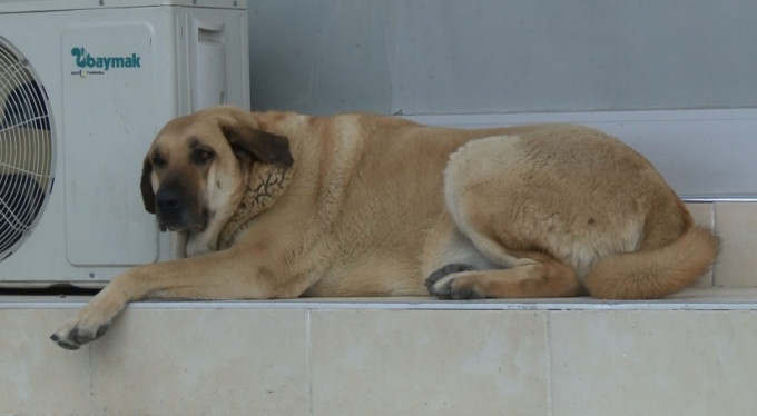 Korona virüs hayvanları da vurdu