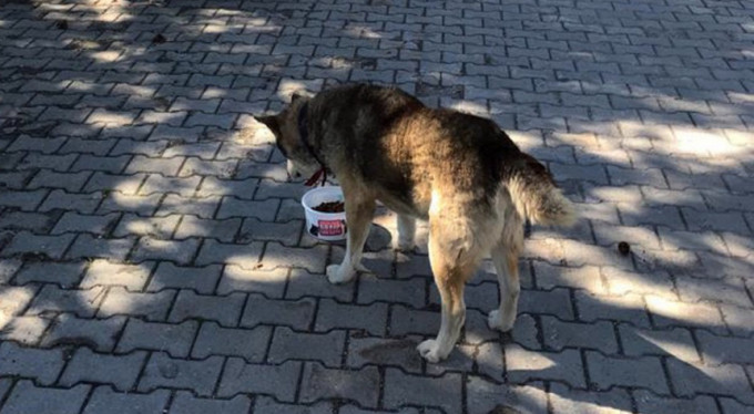 Bursa'da sokak hayvanları düzenli olarak besleniyor