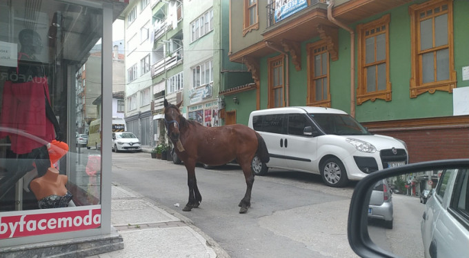 Bursa'da at paniği!
