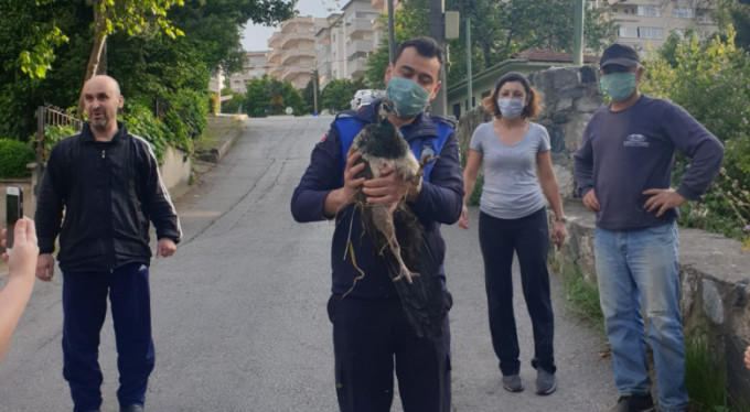 Bursa'da tavus kuşu seferberliği!