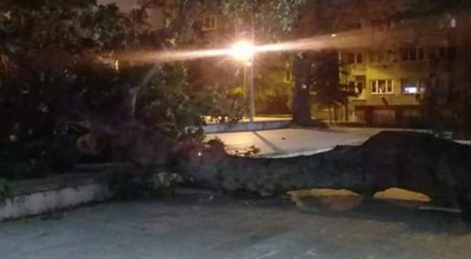 Bursa'da asırlık çınar devrildi!