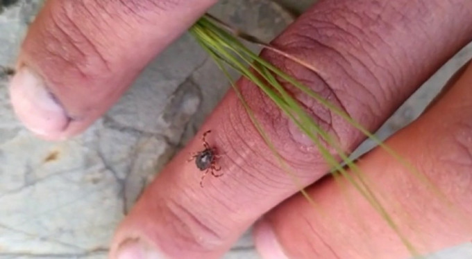 Kene korkusu! Evlerine kadar giriyor