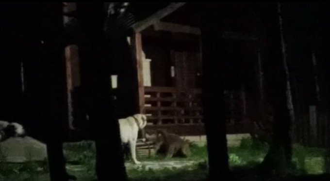 Bursa'da ayılar oraya indi!