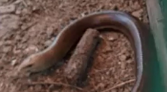 Yılan zannedilip öldürüldü, gerçek ise çok farklıydı