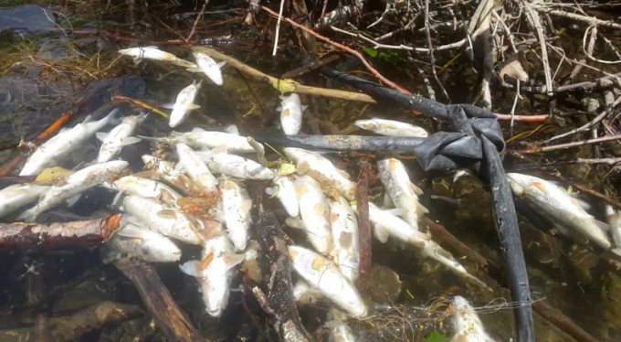 Bursa'da çevre felaketi!