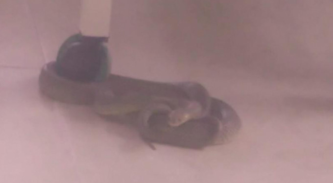 Bursa'da yılan paniği!