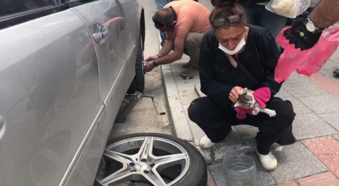 Bu kedi trafiği durma noktasına getirdi