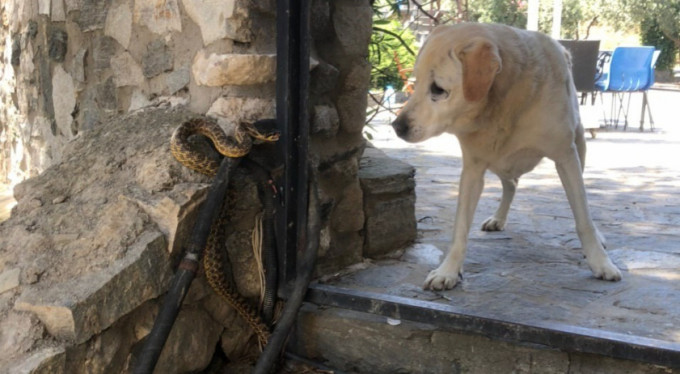 Bursa'da yılan k&acirc;busu sürüyor!