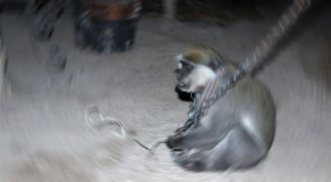 1 kişiyi öldürüp 249 kişiyi yaraladı!