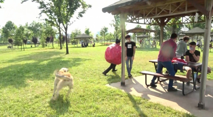 Bursa'da korona virüsü köpek kovaladı!