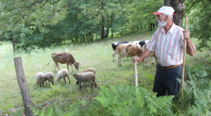 Bursa'da kurt alarmı!