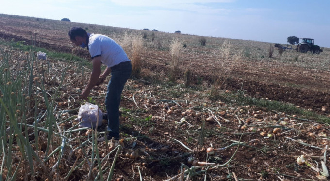 Satamadıkları soğanları bakın ne yaptılar