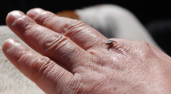 Uzmanlardan kene uyarısı!