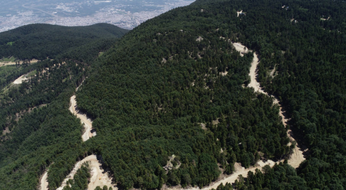 Uludağ'da bin 500 ağaç kesildi, tartışma başladı!