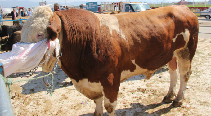 Kurbanlık alınırken nelere dikkat edilmeli?