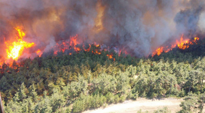 Gelibolu'da orman yangını!