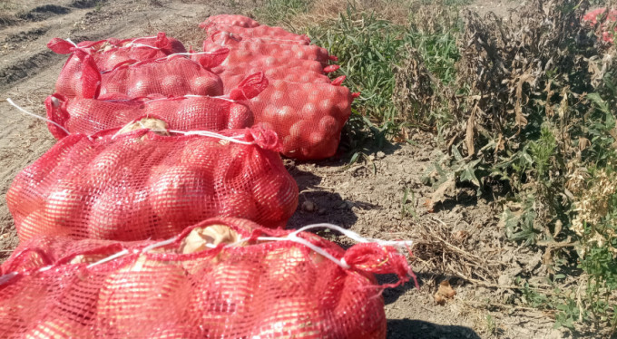 Bursa'da bedavaya dağıtıldı!