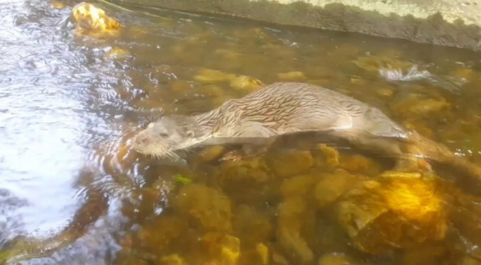 Bursa'da yıllar sonra görüntülendi!