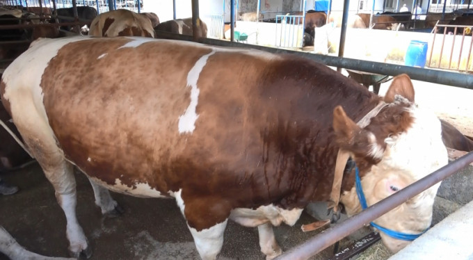 Otomobil fiyatına kurbanlık!