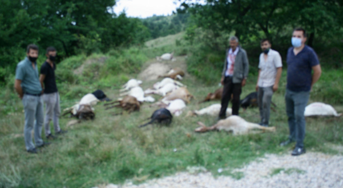 Bursa'da hayvan katliamı!