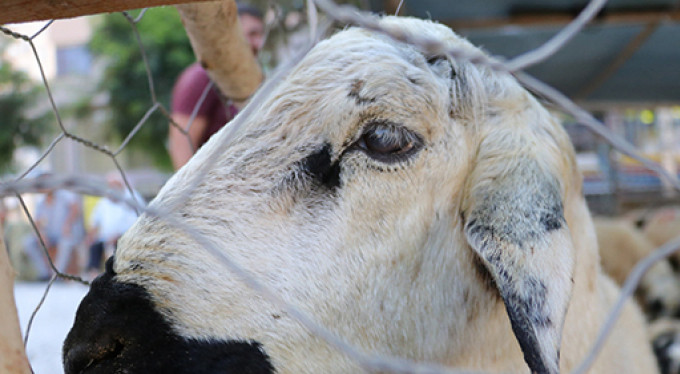 Korona virüs, kurbanlık satışlarını etkiledi mi?