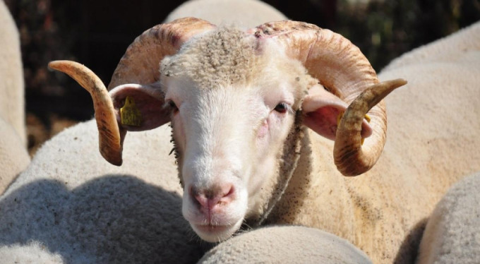 Bursa'da taksitli kurban satışı!