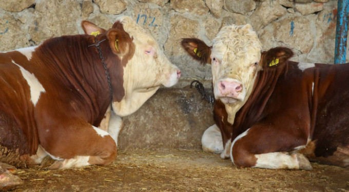 Kurban kesim yerleri belirlendi!