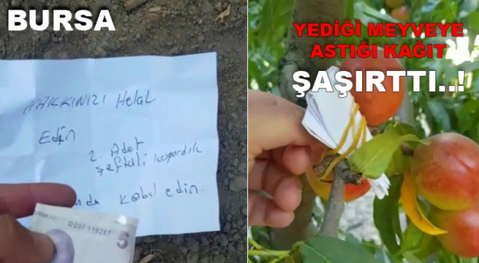 Yediği meyvenin parasını ağaca astı
