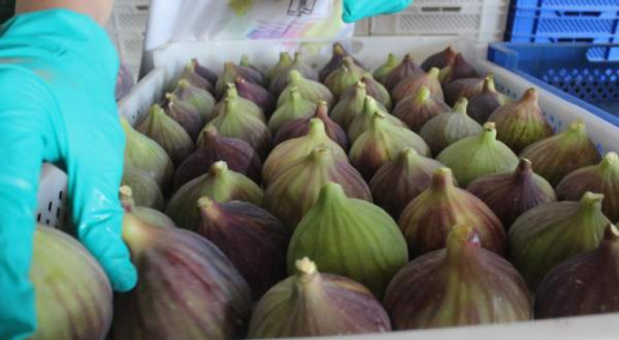Kraliçe incirinin hasadı başladı...İşte fiyatı
