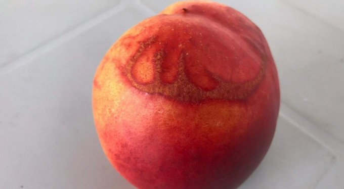 Bursa'da onu görenler bir daha baktı