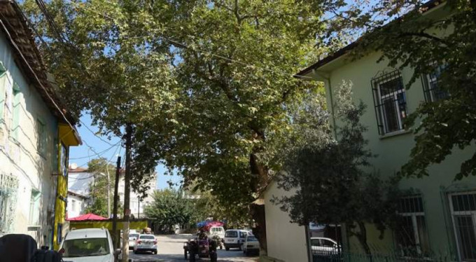 600 yaşındaydı...Kendi haline bırakmayın