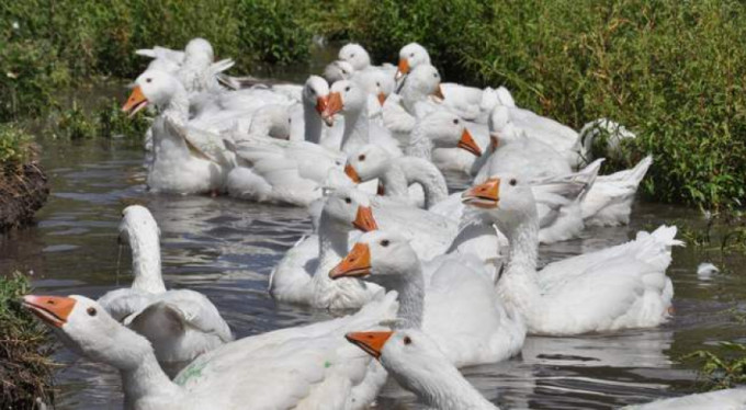 Bursalılar çok seviyor