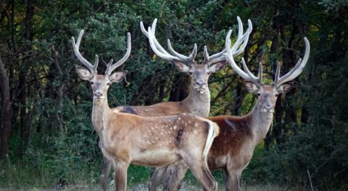 Mahkeme kararını verdi...Hayatları kurtuldu