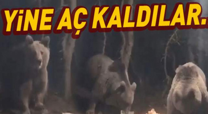 Aç kaldılar...Yerleşime indiler