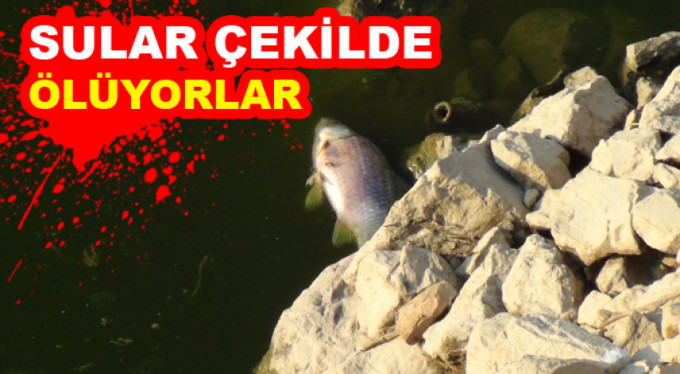 Sular çekildi, balıklar ölüyor..!