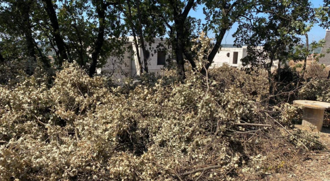 Bursa'da ağaç katliamı