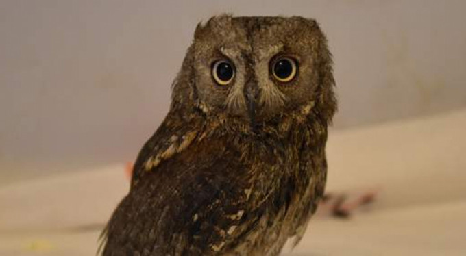 Bursa'da yaralı halde bulundu