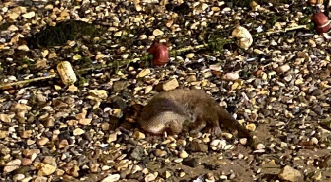 Nesli tükenmişti...Mudanya'da görüldü