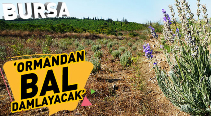 Bursa'ya bal ormanı
