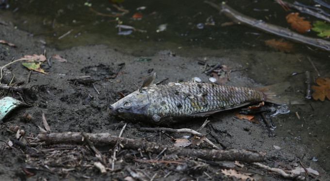 Bursa'da çevre felaketi