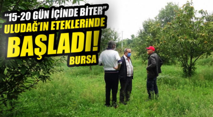 Uludağ'da kestane zamanı