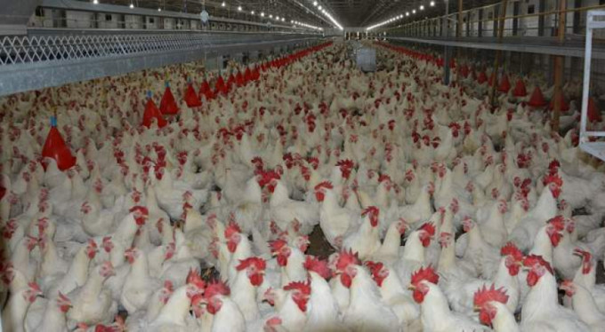 Bursa tavuğu Çinlilerin damak tadını değiştirecek