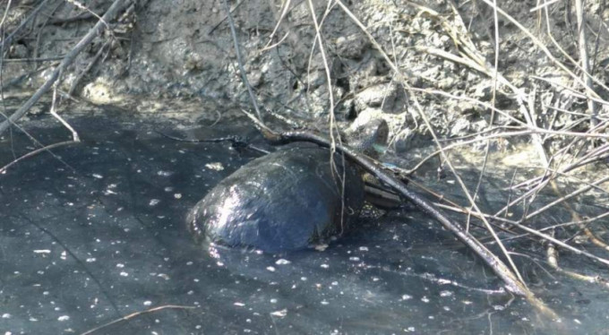 Bursa'da çevre felaketi