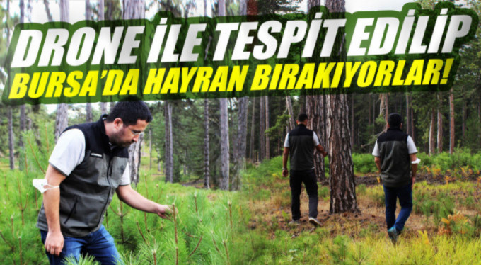 Bursa'nın ağaçları böyle gençleştiriliyor