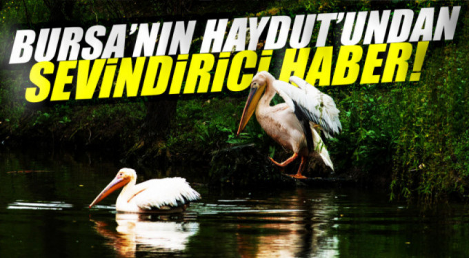 Haydut'tan sevindiren haber