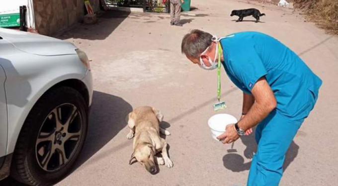 Sokak köpeklerine sosisli ilaç