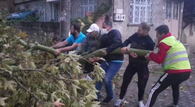 Dev çınar böyle devrildi