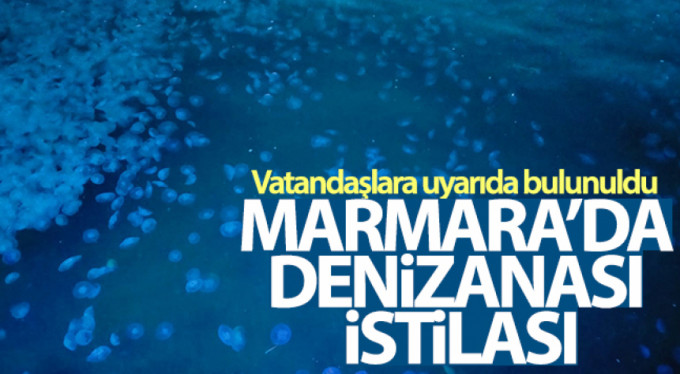 Marmara'da deniz anası istilası