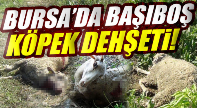 Bursa'da dehşet saçtılar