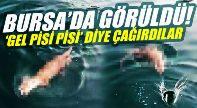 Bursa'da görüldü...Gel pisi pisi diye çağırdılar